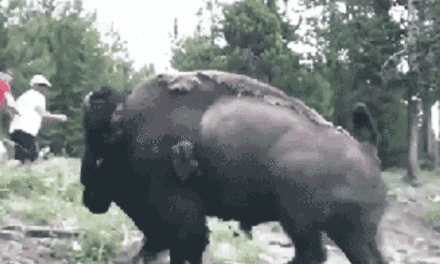 Idaho man arrested in Yellowstone hospital for [checks notes] kicking a bison
