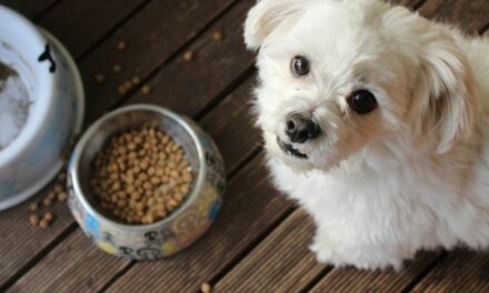 Vegans Are Now Going After Your Pooches Food, Claims There Is “Compelling” Research For Dogs To Eat A Veg Diet