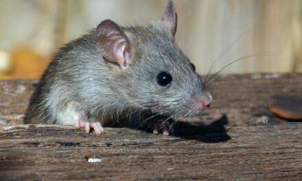 PETA slams NYC Mayor for his anti-rat agenda: “Rats have rights”