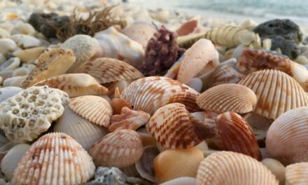 Kids Mistakenly Collected Clams On The Beach Thinking They Were Seashells, California Fined Their Mom $88K