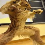 Watch: Berkeley Holds Lecture From Furry Who Claims “Living Openly Gay” Gave Him “Superpowers”