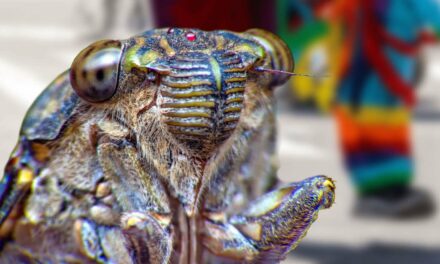 17-Year Cicada Decides To Return To Hibernation After Emerging Beneath Pride Parade