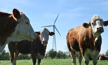 Denmark Presents 2030 ‘Flatulence Tax’ For Livestock Farmers, Citing Efforts To Slash Gas Emissions