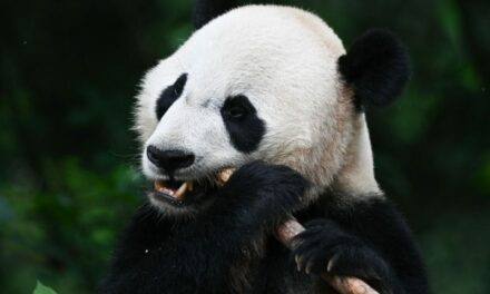2 Pandas Coming To U.S. From China For First Time In 21 Years