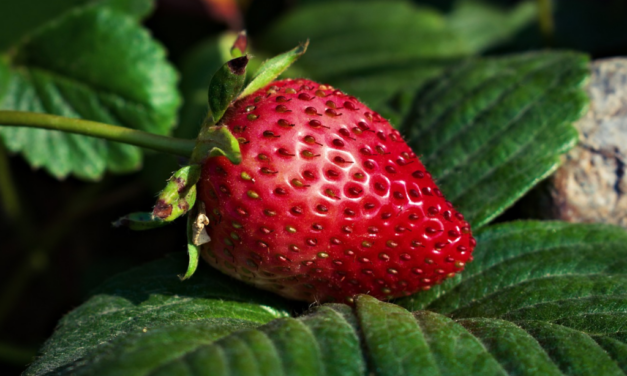 The Taste of Strawberries: Tolkien’s Imagination of the Good