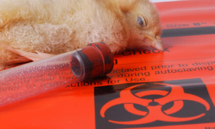 Finland to provide bird flu vaccinations to all workers exposed to animals