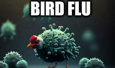 No Correction from AP on Unfounded News of Human Death from Bird Flu