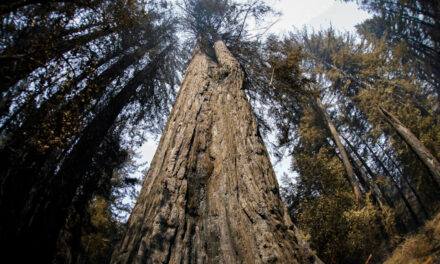 Biden Administration Proposes to Limit Cutting Old-Growth Trees