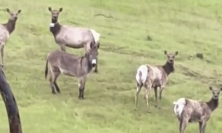 Watch: Man discovers his pet donkey living with a herd of elk FIVE YEARS after the donkey disappeared