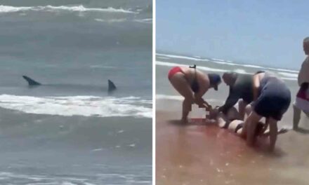 Shark attacks four swimmers in Texas on Fourth of July, leaving one woman with part of her calf missing
