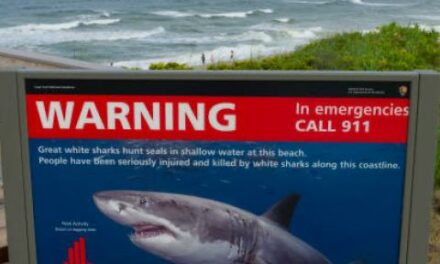 Shark attacks four holiday swimmers in south Texas