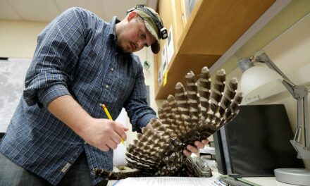 To save spotted owls, US officials plan to kill hundreds of thousands of another owl species