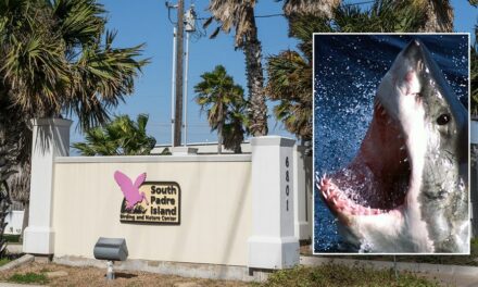 Shark attacks 4 people at Texas beach on Fourth of July: police