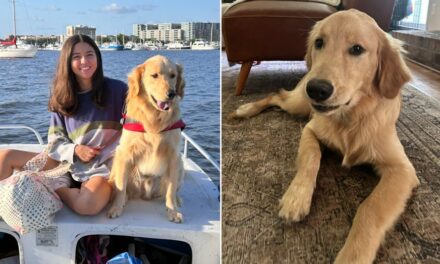 ‘It felt like a miracle’: Family of lost golden retriever Rocky shares impossible reunion story
