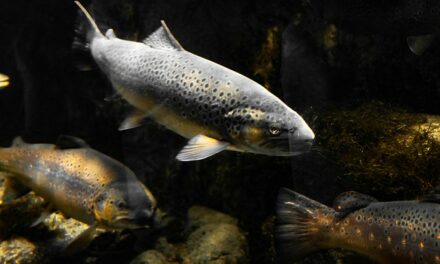 Don’t They Have Better Things to Do? Ohio Lawmakers Argue Over State Fish.