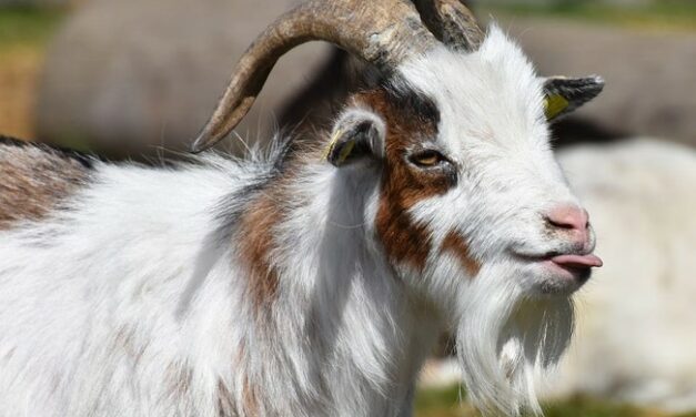 King Bestows Royal Title on Goat Breed