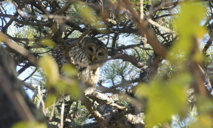 Wildlife Officials Plan to Cull Nearly Half a Million Barred Owls to Protect Spotted Owls