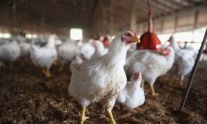 More Than 4 Million Chickens Will Be Culled at Iowa Farm Where Bird Flu Was Found