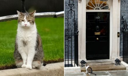 Larry the Cat, the United Kingdom’s ‘chief mouser,’ outlasts five prime ministers