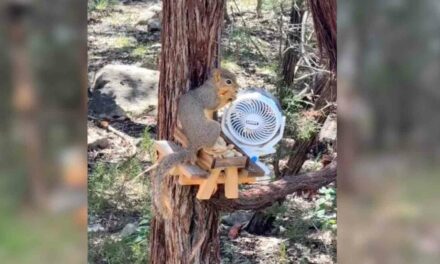 This lady made a Squirrel Resort in her back yard after she noticed the neighborhood squirrels were struggling in the Texas heat