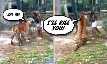 This Jersey girl tried to pet a tiger at the zoo and things unfolded exactly like you’d expect