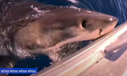 Watch this great white try to take a chomp outta this dude’s fishing boat