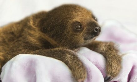 Now We’re Supposed to Panic Over Sloth Fever