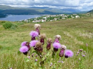 Flower of Scotland