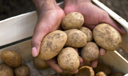 Potato-Famine Economics, Courtesy of Biden-Harris