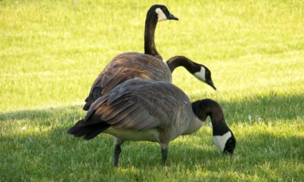 PolitiFact Writer Behind Fake Fact-Check Of Springfield Geese Hunting Whitewashes Trans Radicalism