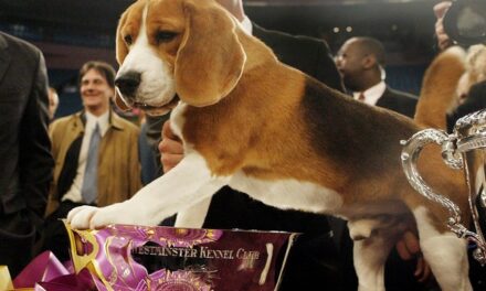 Millions of U.S. Tax Dollars Via NIH Still Funding Cruel Lab Experiments in China Using Beagles