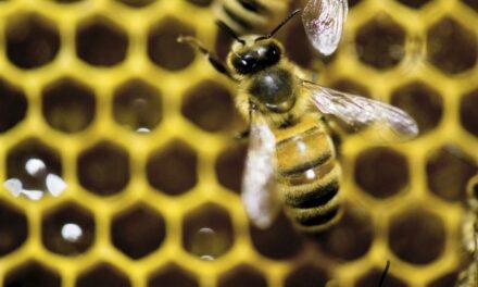 Buzz Buzz! Following Colony Collapse and Media Panic, the Honey Bee Population Has Grown (WATCH)