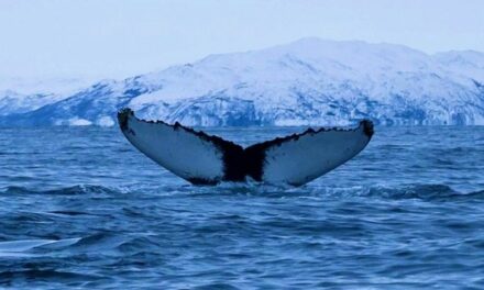 Baleen whales are among the biggest creatures on Earth –  new secrets about their size