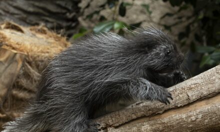 Photo to go: A porcupette you shouldn’t pet