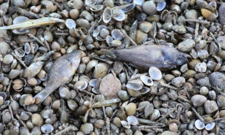 ‘It’s really sad’: River dries up abruptly in Bakersfield, leaving thousands of dead fish