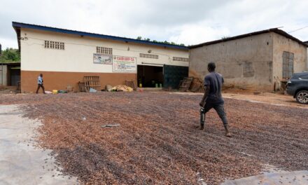 Ivory Coast Mulls at Least 23% Cocoa Price Hike for Next Harvest