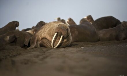 Abandoned Baby Walrus Finds New Home With Alaska’s SeaLife Center