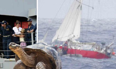 Coast Guard rescues mother, daughter, tortoise nearly 1,000 miles off coast of Hawaii