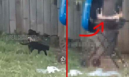 Journalist Chris Rufo provides video evidence that seems to confirm Ohio cat rumors