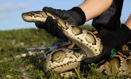 Nearly 200 Burmese pythons were captured during Florida’s annual competition to rid the state of the invasive snakes