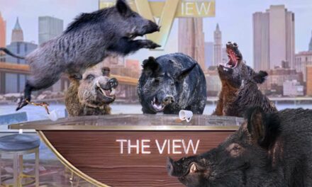 No One Notices As Entire Cast Of ‘The View’ Replaced With Shrieking Feral Pigs