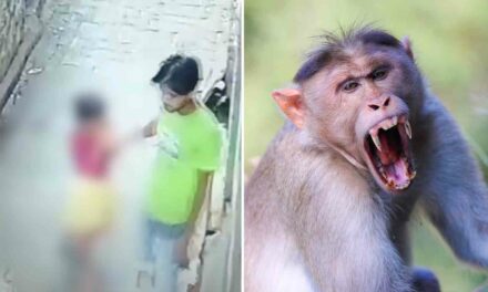 India: Troop of monkeys saves young girl from rapist who pulled her into abandoned house