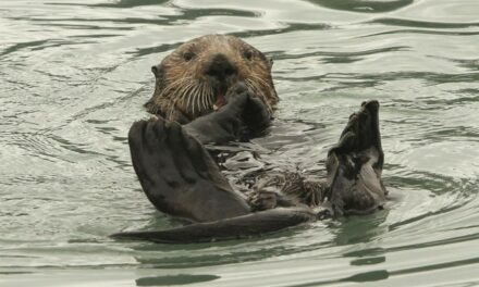 OTTER NIGHTMARE! Malaysian Jogger Attacked by Roving Romp of Vicious Water Weasels