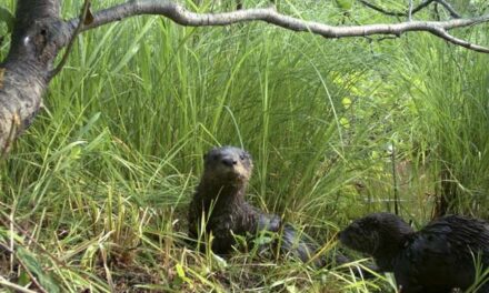 Mother and Child Attacked by Otter – Wildlife Officials Otterly Amazed