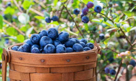 Blueberries: Natureâs MIRACLE MEDICINE for optimal heart health and brain function