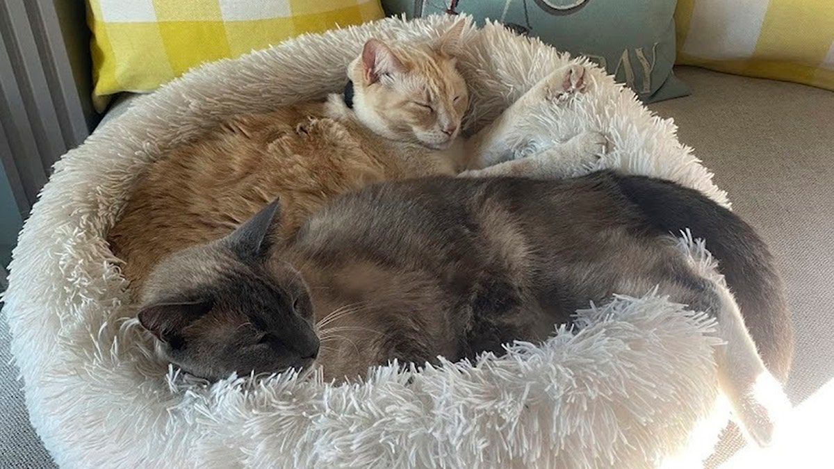 An orange cat and a siamese cat snuggling.