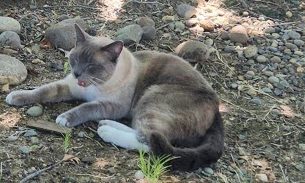 Lost cat makes 900-mile journey back home to California from Yellowstone