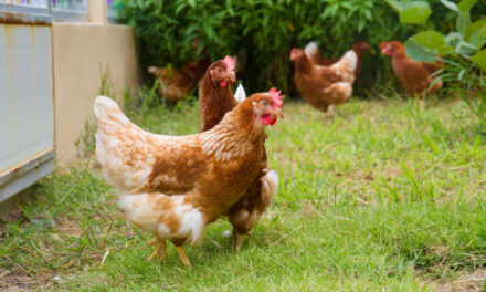 Haitian migrants demanding to “rent” local chickens: “They … dipped under the fence chasing my little duckies here”