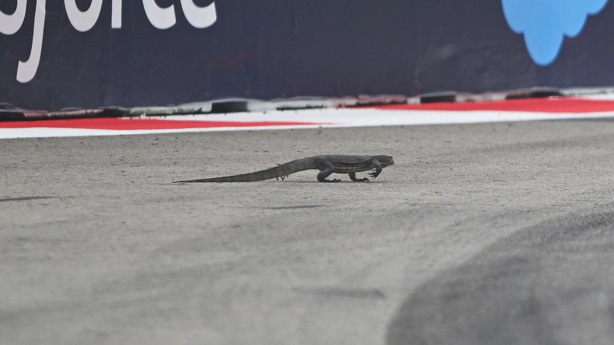 A lizard walks on track