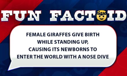 Fun Facts: Newborn giraffes plunge 5 feet to the ground when they’re delivered